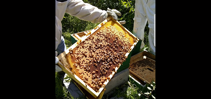 Local Beekeeping Group To Resume Monthly Public Meetings